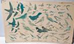 Vintage schoolplaat vogels, Ophalen, Natuur en Biologie