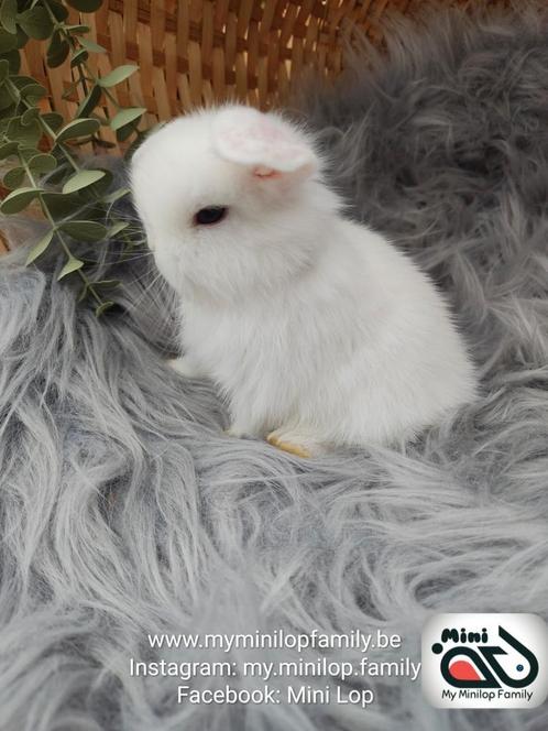 Raszuiver baby minilop konijn ram (transport mogelijk), Dieren en Toebehoren, Konijnen, Dwerg, Mannelijk, 0 tot 2 jaar, Hangoor