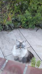 Our sweet Suki is looking for a new home, Dieren en Toebehoren, Poes, Gechipt, 6 jaar of ouder