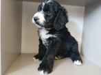 Prachtige pups, multicolour labradoodles, Dieren en Toebehoren, Overige rassen, CDV (hondenziekte), 8 tot 15 weken, Meerdere