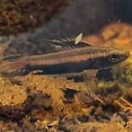 Parosphromenus ornaticauda, Dieren en Toebehoren, Vissen | Aquariumvissen, Vis