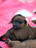 Rhodesian ridgeback pups geboren | holistische visie, Dieren en Toebehoren, Honden | Beagles, Bassets en Lopende honden, Overige rassen