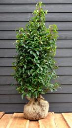 Portugse Laurier of Prunus Lusitanica 'Angustifolia', Laurier, Struik, Ophalen, 100 tot 250 cm
