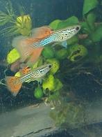Red lace show guppen, Vis, Zoetwatervis, Schoolvis