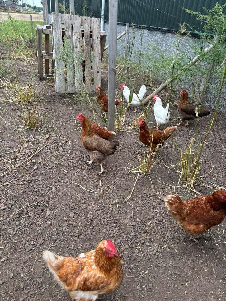 Verschillende mooie kippen te koop! Legkipppen en sierkippen, Dieren en Toebehoren, Pluimvee, Kip, Vrouwelijk
