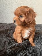 Maltipoo pups geboren ️, Parvo, Overige rassen, 8 tot 15 weken, Meerdere