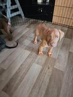 NIEUWE FOTOS Doberman X Bully XL PUPPYS, Overige rassen, 8 tot 15 weken, Meerdere, Meerdere dieren