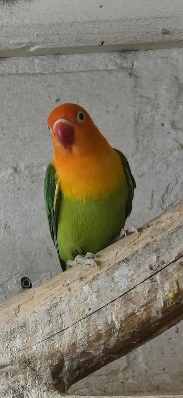 2 mooie opaline groen/lutino fischeri's  beschikbaar voor biedingen