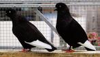 Duiven Keulse Tuimelaar Zwart en Zwartwitpen en reduced., Dieren en Toebehoren, Vogels | Duiven, Meerdere dieren, Tuimelaar of Roller
