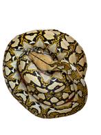 Python Reticulatus, Slang