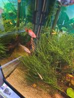 Groot stuk mos voir in het aquarium