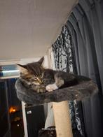 Lillith opzoek naar haar gouden mandje, Dieren en Toebehoren, Poes, Ontwormd
