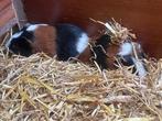 Jonge 3 kleur cavia’s, Dieren en Toebehoren, Knaagdieren, Augustus, Mannelijk, Cavia