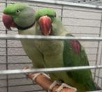 Te koop: Koppel Alexander parkieten (BE), Dieren en Toebehoren, Vogels | Parkieten en Papegaaien, Meerdere dieren, Papegaai, Geringd