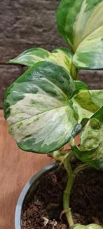Epipremnum Manjula 'Happy Leaf' Bladstekken, Overige soorten, In pot, Minder dan 100 cm, Groene kamerplant
