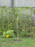 Kersenboom, Tuin en Terras, Planten | Bomen, Volle zon, Verzenden, Overige soorten, Minder dan 100 cm