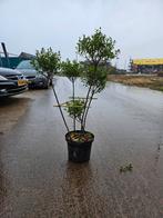 ilex crenata bonsai vorm ( japanse hulst), Overige soorten, Vaste plant, Ophalen of Verzenden, Bloeit niet