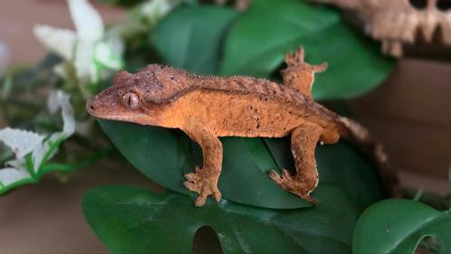 De wimpergekko of kroongekko(Correlophus ciliatus), Dieren en Toebehoren, Reptielen en Amfibieën, Hagedis