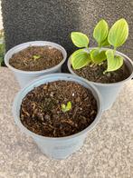 Tuinplanten 3 kleinbladige hosta’s, Halfschaduw, Zomer, Ophalen of Verzenden, Overige soorten
