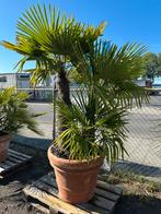 Trachycarpus fortunei vertakt in doppio bordo pot, Ophalen, Zomer, Volle zon, Palmboom