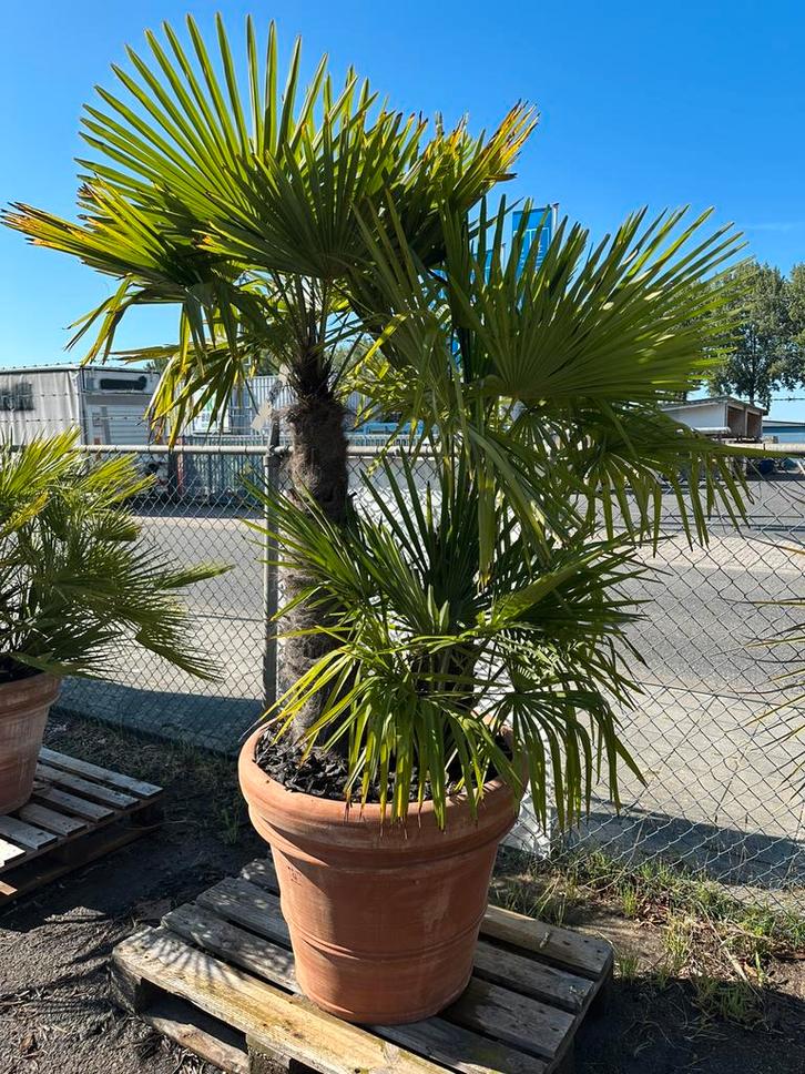 Trachycarpus fortunei vertakt in doppio bordo pot, Tuin en Terras, Planten | Bomen, Palmboom, Volle zon, Zomer, Ophalen