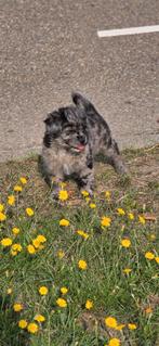 Frenchiepoo mogen het nest verlaten., Dieren en Toebehoren, Honden | Bulldogs, Pinschers en Molossers, Overige rassen, CDV (hondenziekte)