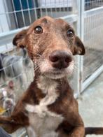 ACE: Rivaldo houdt van aandacht en gaat graag op pad, Dieren en Toebehoren, Honden | Niet-rashonden, 6 jaar of ouder, Particulier