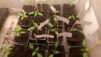 Plantjes, Tuin en Terras, Planten | Tuinplanten, Ophalen, Eenjarig, Groenteplanten, Volle zon