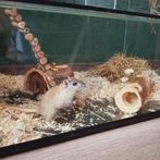 Leuke gerbils, Dieren en Toebehoren, April, Vrouwelijk, Overige typen