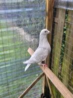 Postduiven duiven kleurpostduiven doffers, Dieren en Toebehoren, Vogels | Duiven, Meerdere dieren, Postduif