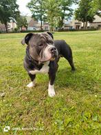 Mooie ABKC pocket bully dekreu., Reu, 1 tot 2 jaar, Eén hond, Nederland
