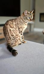 Onze knappe lieve Shiva Snow Bengaal, Poes