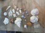 verzameling schelpen, Verzamelen, Mineralen en Fossielen, Ophalen of Verzenden, Schelp(en)