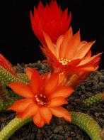 Chamaecereus luisramirezii - Pindacactus, Ophalen of Verzenden, Cactus, Volle zon, Minder dan 100 cm