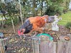 Vorwerk x Araucana haantje, Dieren en Toebehoren, Pluimvee, Mannelijk, Kip