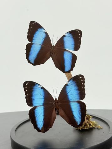Morpho vlinders onder stolp - Wildernis Atelier beschikbaar voor biedingen