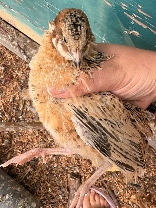 Broedeieren japanse jumbo kwartel - mooie kleuren, Dieren en Toebehoren, Pluimvee, Overige soorten, Meerdere dieren