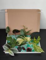 Stekjes Box! Stel zelf samen!, Huis en Inrichting, Kamerplanten, Ophalen of Verzenden, Overige soorten, Minder dan 100 cm