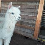 span alpacas onverwand geb feb en juni 25, Dieren en Toebehoren, Juni, Meerdere dieren