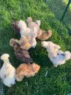 Hennen 🐥Usa zijdehoen 11 wk geent💯% hen garantie✅, Dieren en Toebehoren, Pluimvee, Vrouwelijk, Kip
