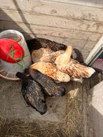 Foktoom wyandotte krielen, Dieren en Toebehoren, Pluimvee, Meerdere dieren, Kip