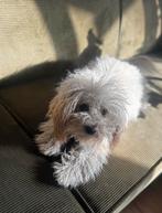 Havapoo F2 Pups – Verwacht op 2 december, Dieren en Toebehoren, Honden | Niet-rashonden, 8 tot 15 weken, Meerdere, Meerdere dieren