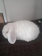 duits hangoor, Dieren en Toebehoren, Mannelijk, Hangoor