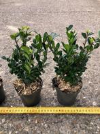 Ilex 'Caroline Upright'. DE Buxusvervanger!! Vanaf € 1,69, Ophalen, Buxus, Haag, Minder dan 100 cm