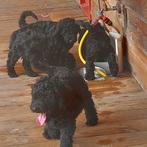 3 zwarte labradoodle Boefjes, wie heeft een gouden mandje?, Dieren en Toebehoren, Overige rassen, 8 tot 15 weken, Meerdere, Meerdere dieren