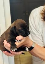 Rhodesian Ridgeback x Labrador pups, Dieren en Toebehoren, Honden | Windhonden, Overige rassen, 8 tot 15 weken, CDV (hondenziekte)