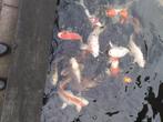 vissen, Dieren en Toebehoren, Vissen | Vijvervissen, Karper of Koi