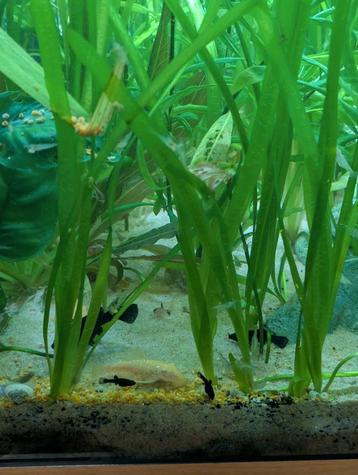 Molly fish  beschikbaar voor biedingen