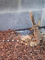 varan salvator Sumbawa 2024, Hagedis, 0 tot 2 jaar