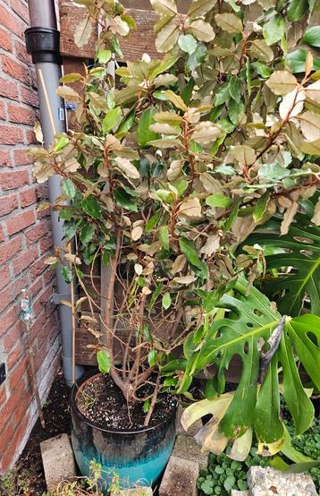 Olijfwilg (Elaeagnus pungens) met mooie pot beschikbaar voor biedingen